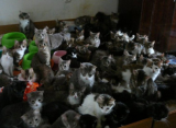 В Сасове судебные приставы помогли выселить из квартиры 20 кошек