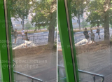 На улице Подгорной в Рязани дети бросались под колеса машин