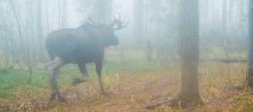 Бегущий лось попал в фотоловушку Окского заповедника