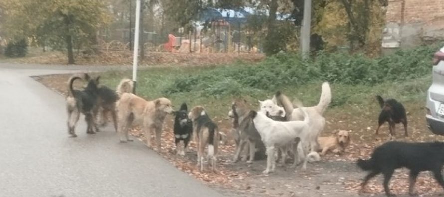 Жители Шацка пожаловались на опасную стаю собак