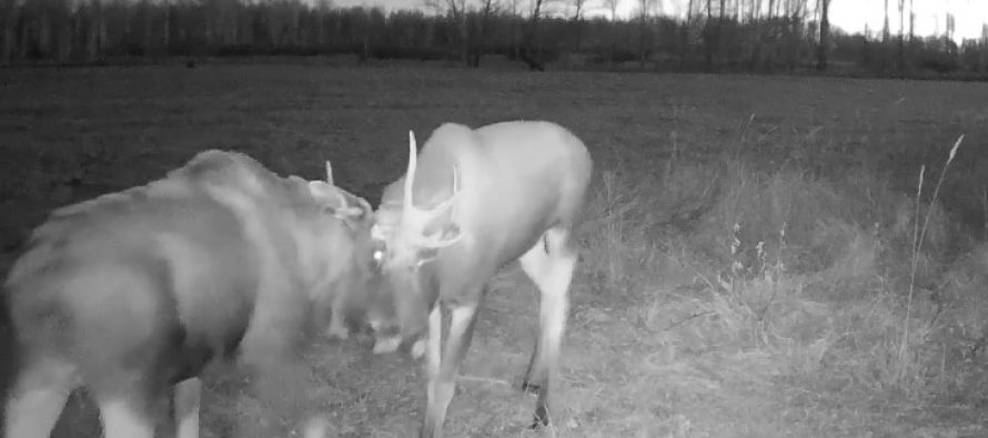 Появилось видео битвы двух лосей в Омской области