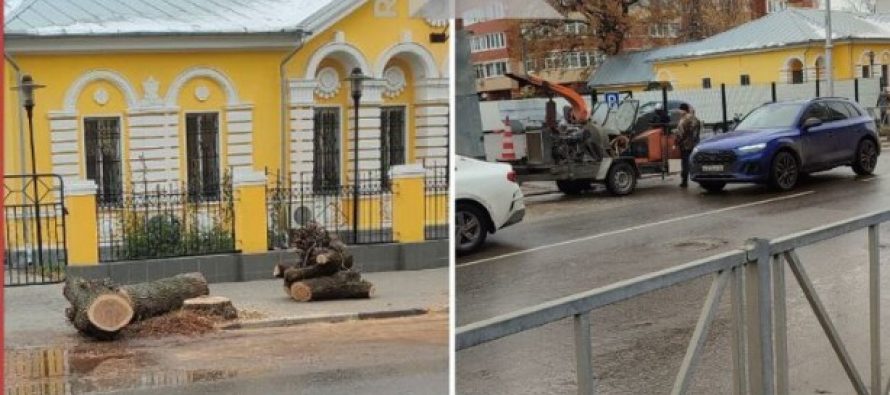 Рязанка пожаловалась на спиленные липы в центре города