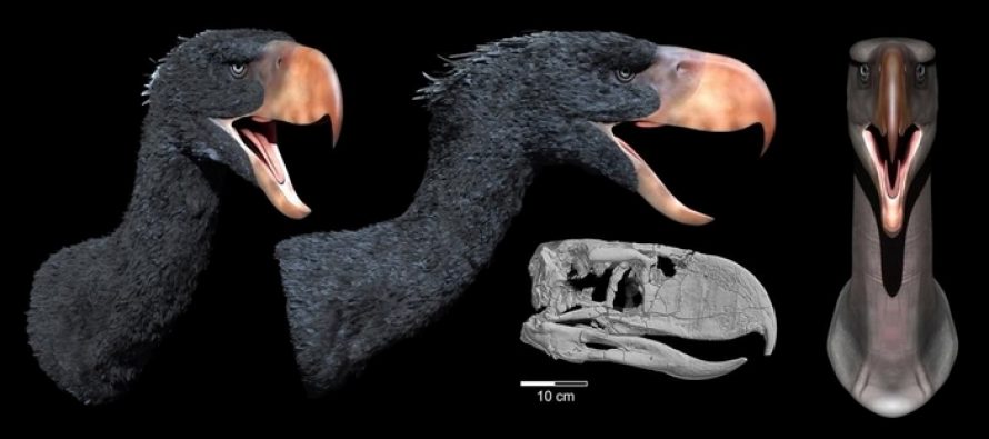 Учёные обнаружили останки гигантской «птицы ужаса»