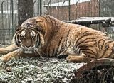 Амурский тигр Арес насмерть загрыз сотрудника зоопарка