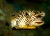 Древние американцы знали, как использовать ядовитую рыбу Striped burrfish