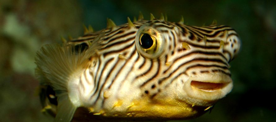 Древние американцы знали, как использовать ядовитую рыбу Striped burrfish