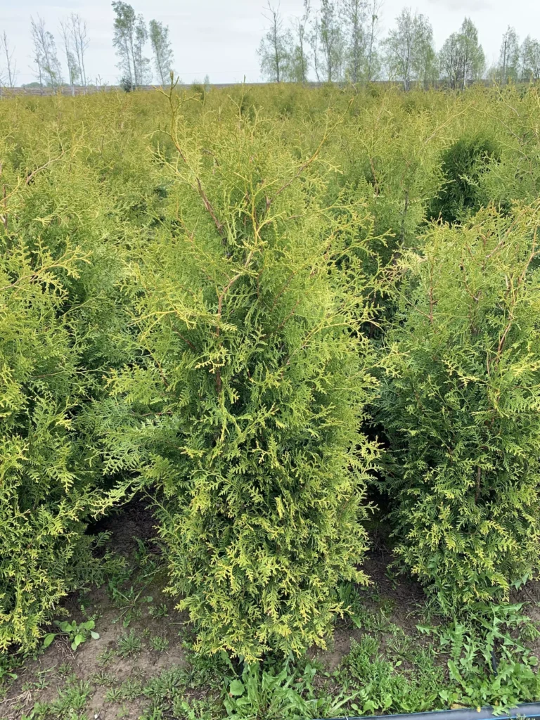 Как хвойные деревья преображают приусадебный участок