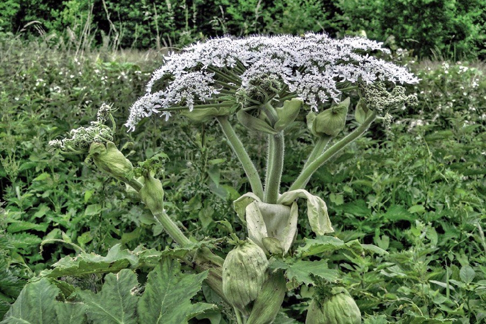 Борщевик в Ханты-Мансийске: ядовитый захватчик на улицах города
