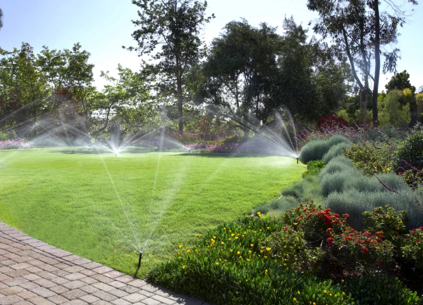 Какой газон лучше для дома: сравнение рулонного и посевного, выбор травосмеси и уход