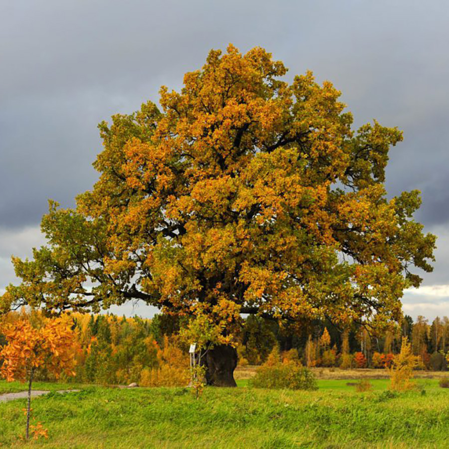 Какие деревья лучше не сажать на маленьком участке, чтобы не было тесно?