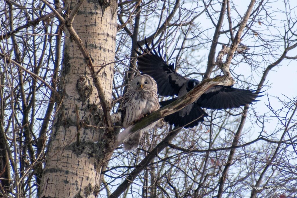 В Рязани сняли редкую сову в окружении ворон