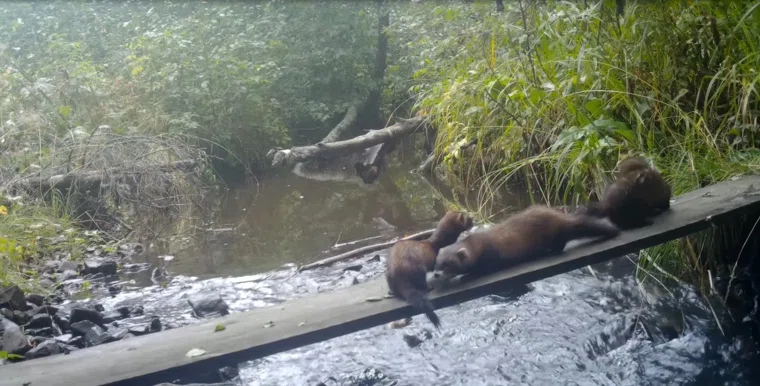 В Свердловской области сняли редкого зверька, которого не видели более ста лет
