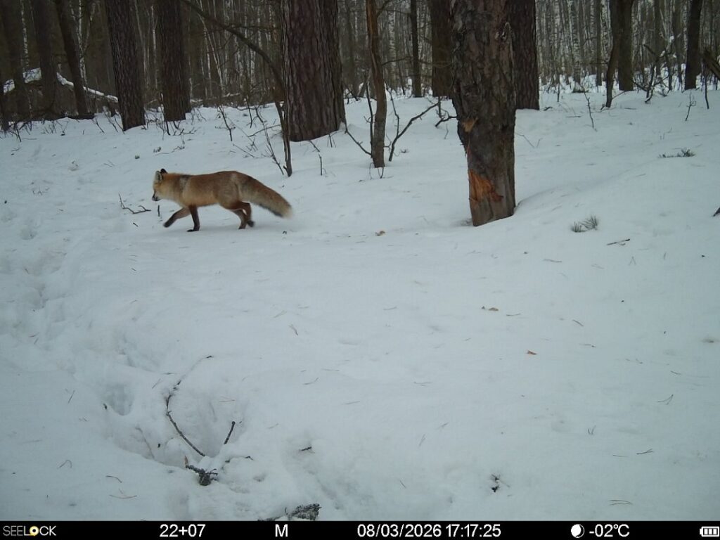 Окский заповедник показал новые кадры с фотоловушек