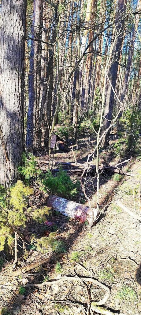 Выброшенные туши баранов в Солотче сняли на фото