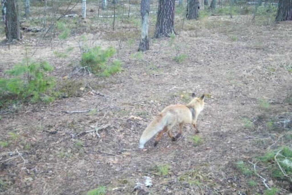 В Окском заповеднике фотоловушка сняла кабана, волка и лосей