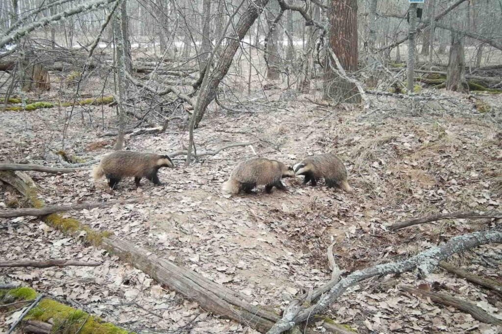 В Окском заповеднике фотоловушка сняла кабана, волка и лосей