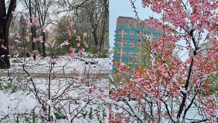 Сакуру и форзицию в Аптекарском огороде МГУ сняли на фото под снегом