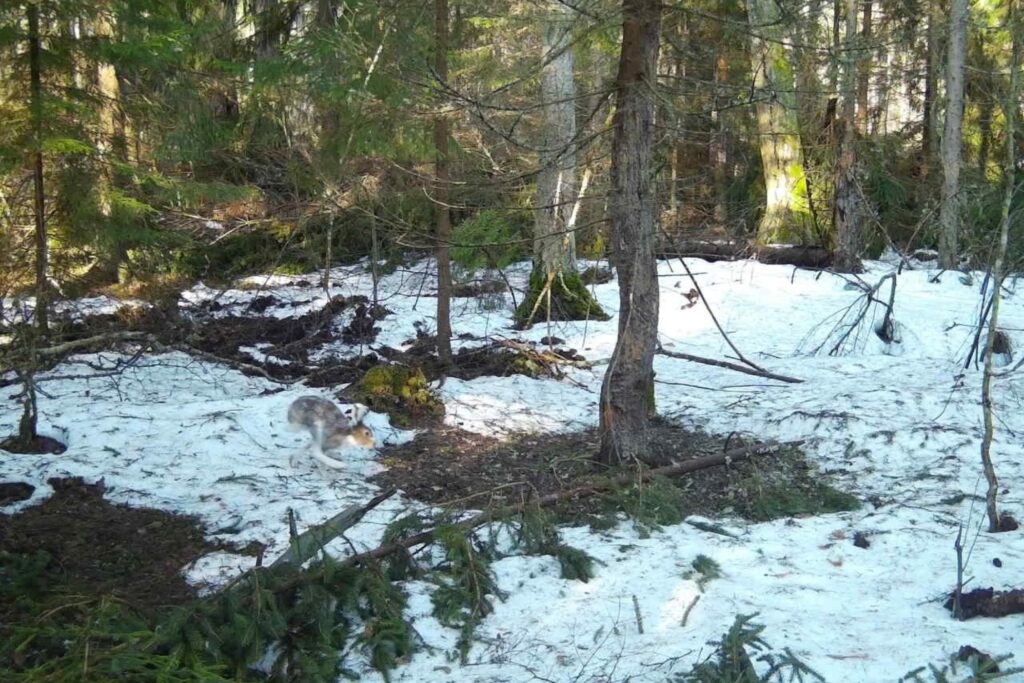 В Окском заповеднике фотоловушка сняла кабана, волка и лосей
