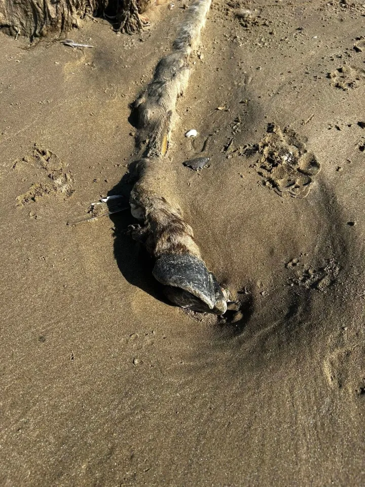 Тушу загадочного животного после шторма на пляже Британии сняли на фото