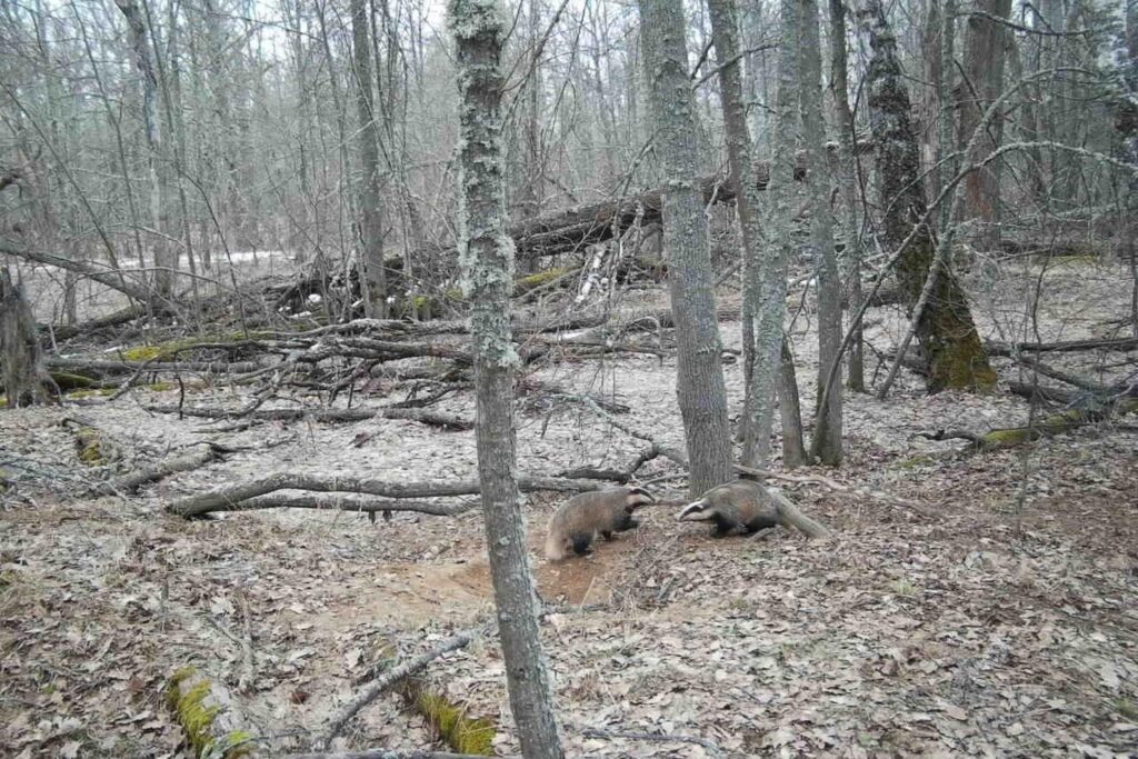 В Окском заповеднике фотоловушка сняла кабана, волка и лосей