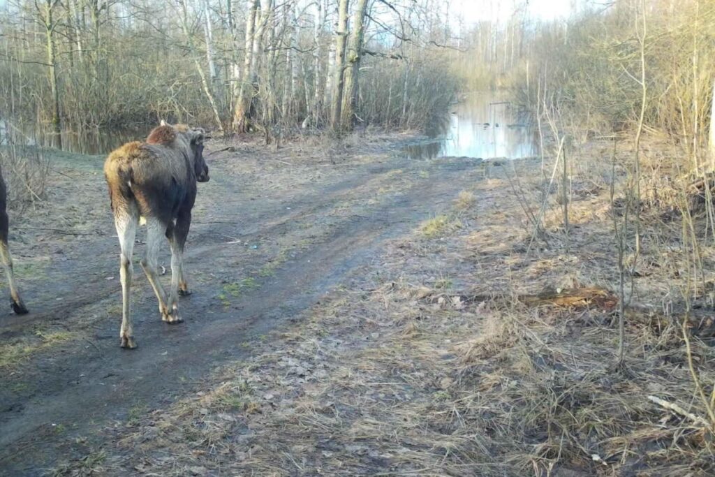 В Окском заповеднике фотоловушка сняла кабана, волка и лосей